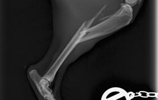 Röntgen Trümmerbruch Unterschenkel Katze