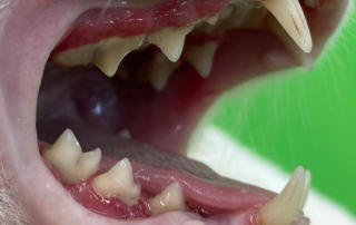 Zahnfleischentzündung Katze